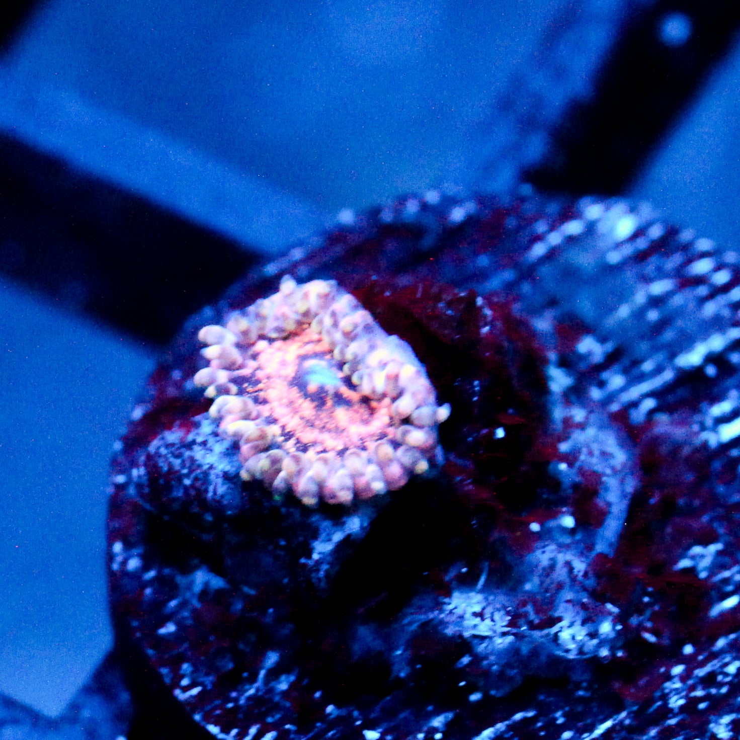 JC Neptunes Bounty Zoanthid