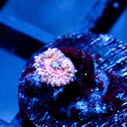 JC Neptunes Bounty Zoanthid