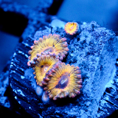 JC Pink Seam Zoanthid