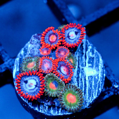 JC Zoa Garden Seed