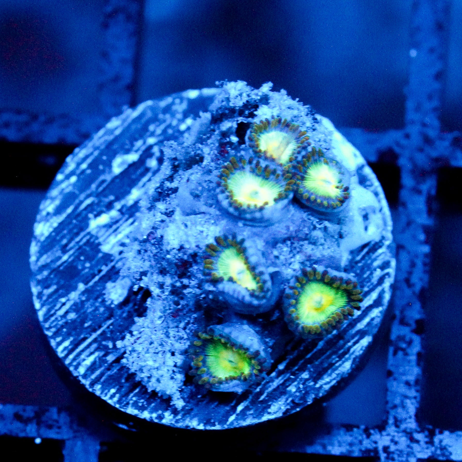 JC Irish Splash Zoanthid