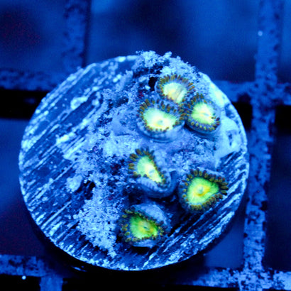 JC Irish Splash Zoanthid