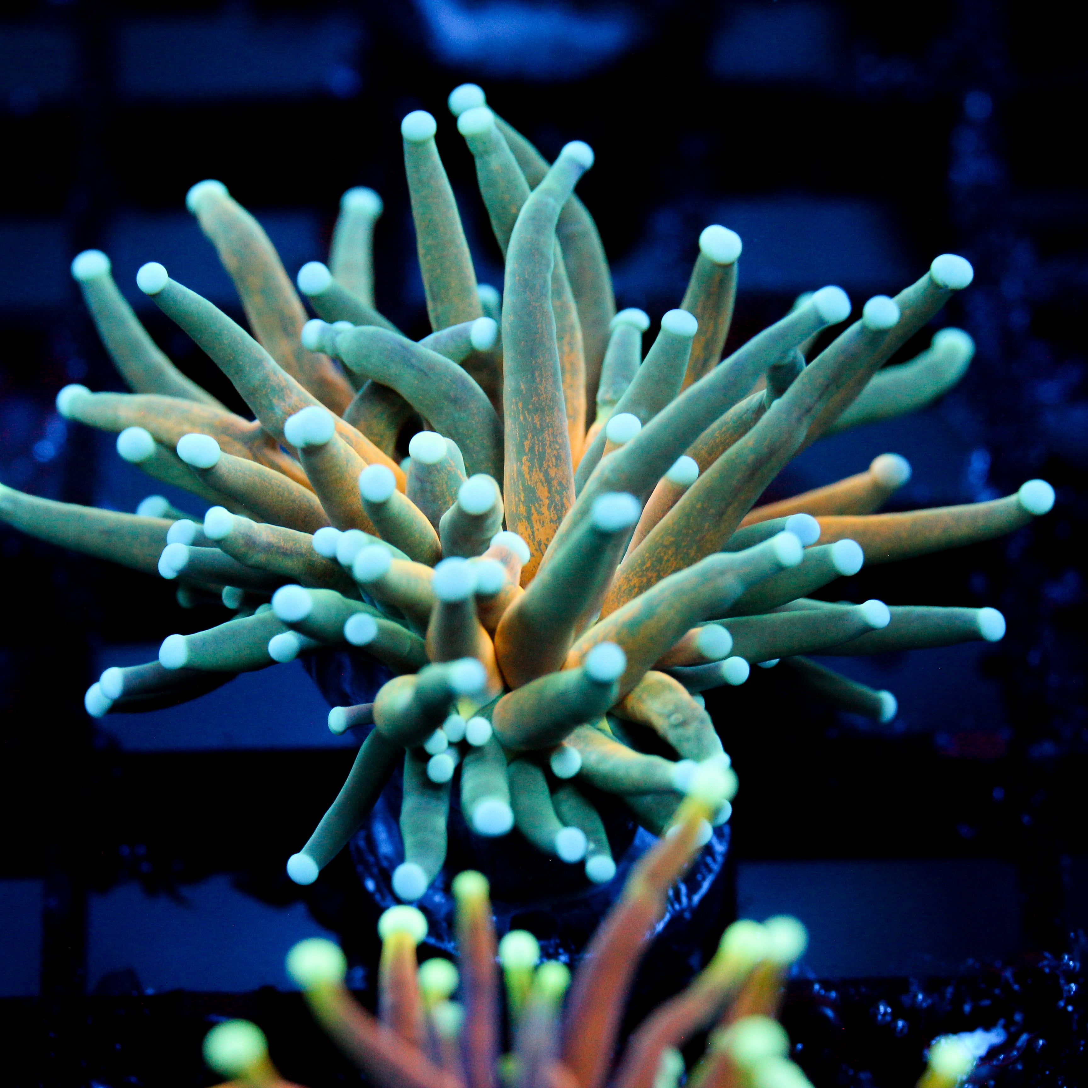 JC Sinister Teal Tiger Torch
