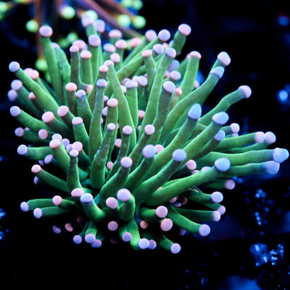 JC Cotton Candy Torch