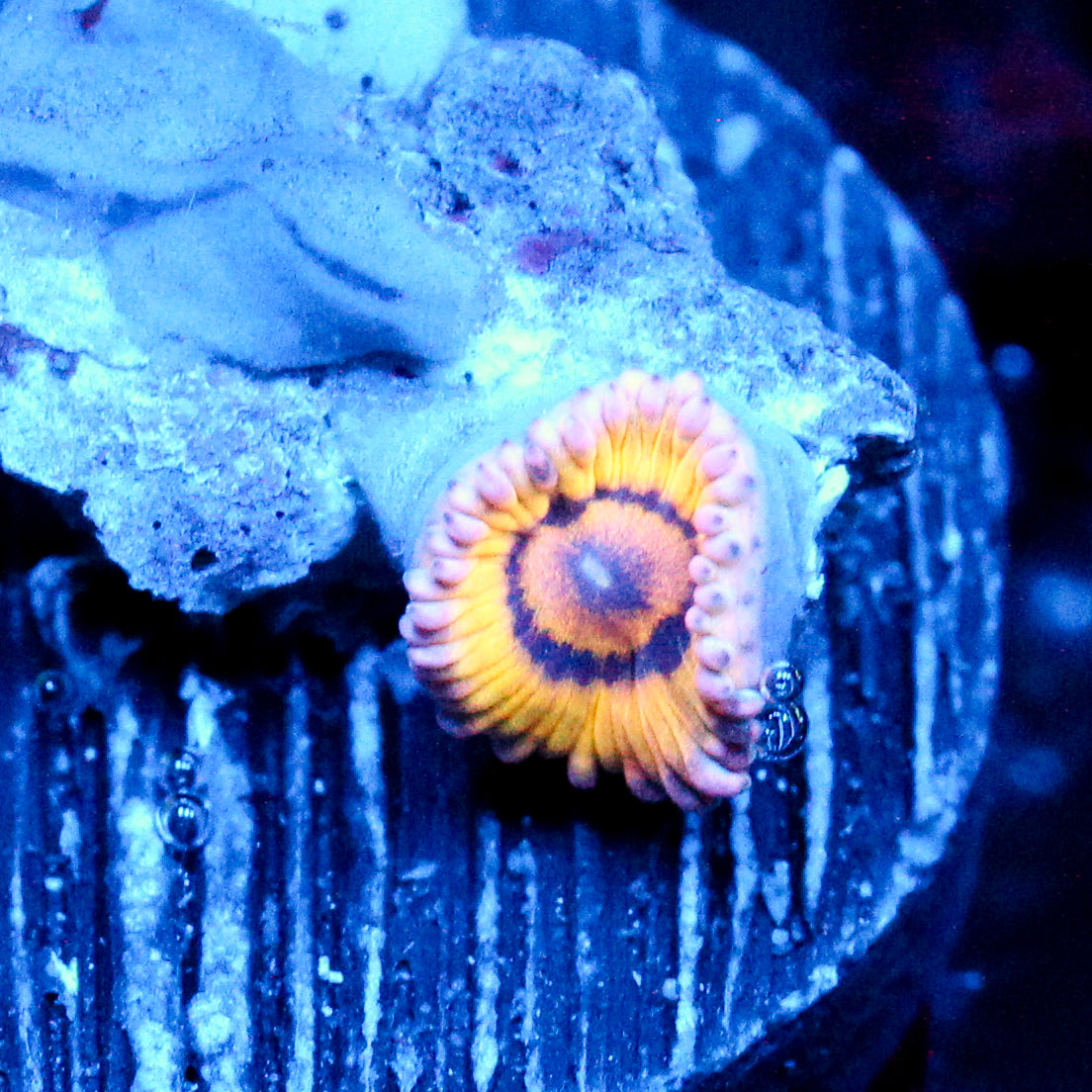 JC Sun Glazed Zoanthid