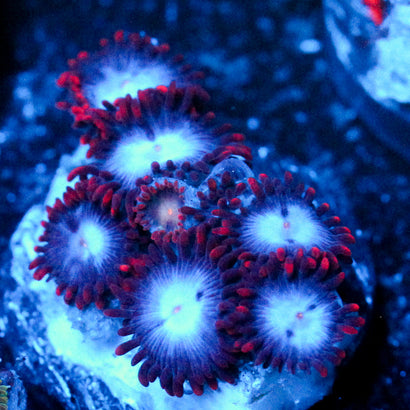 JC Spiderman Zoanthid
