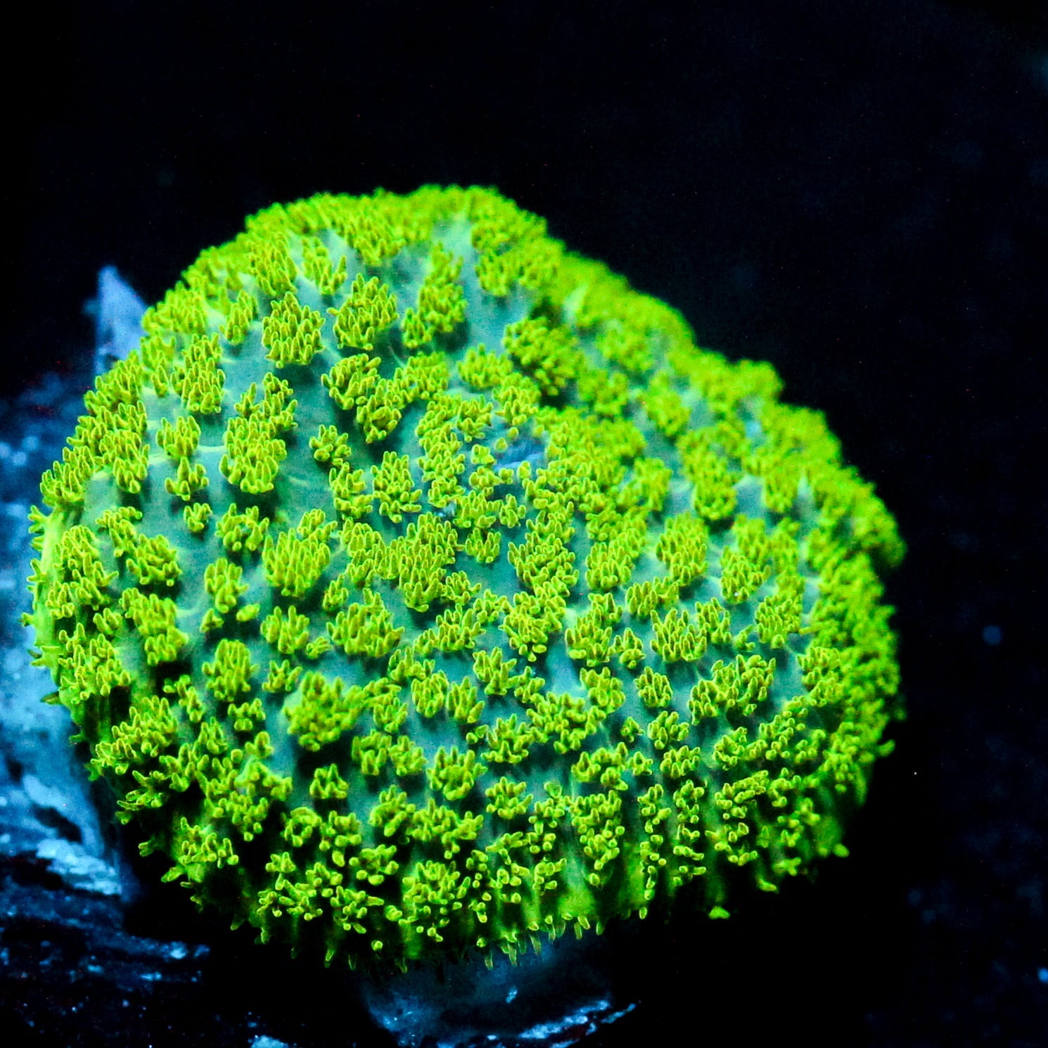 JC Neon Green Rhodactis