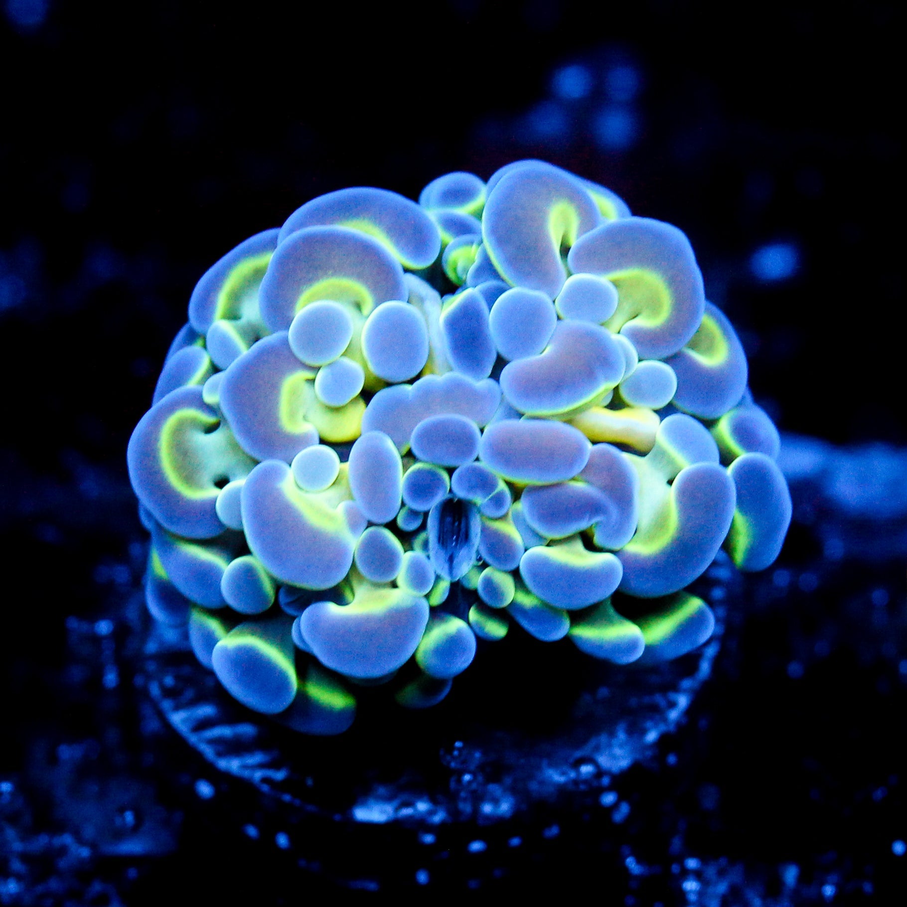 JC Hologram Hammer
