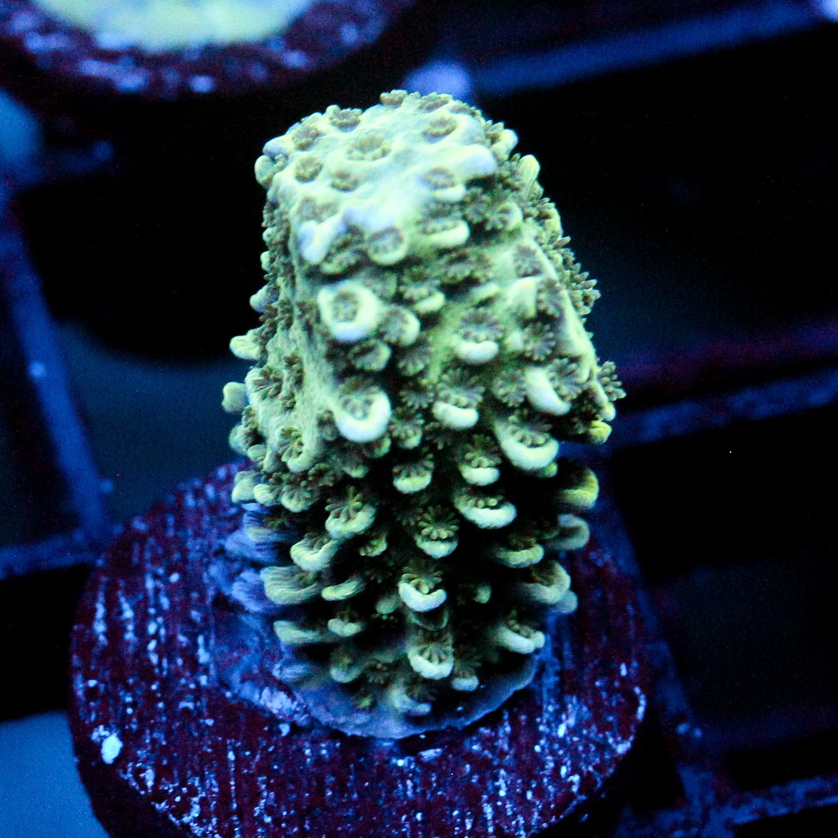 JC Suaguar Cactus