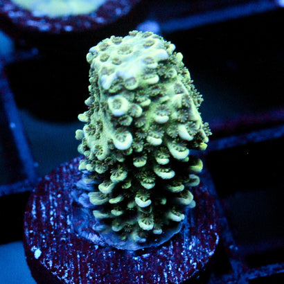 JC Suaguar Cactus
