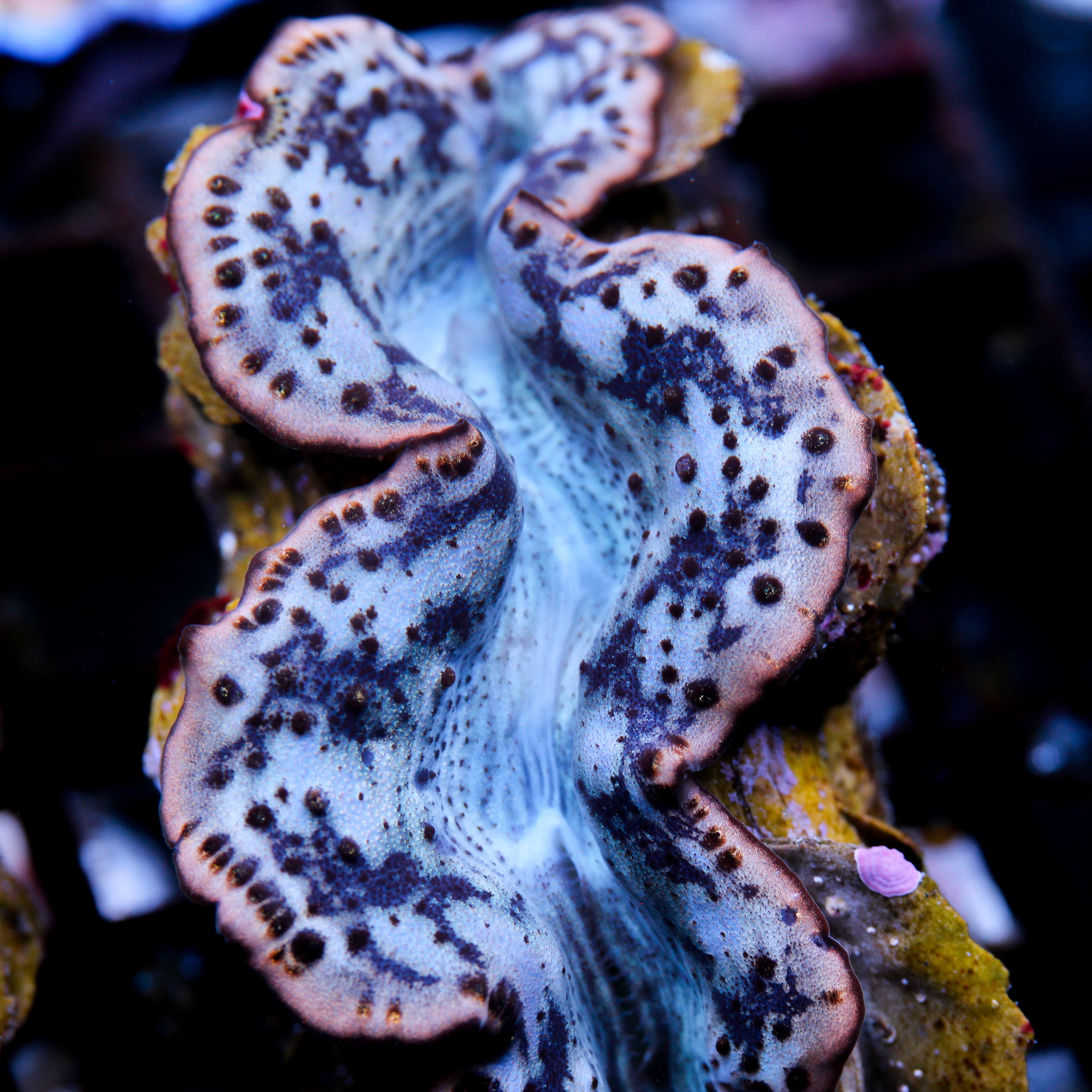 JC Maxima Clam