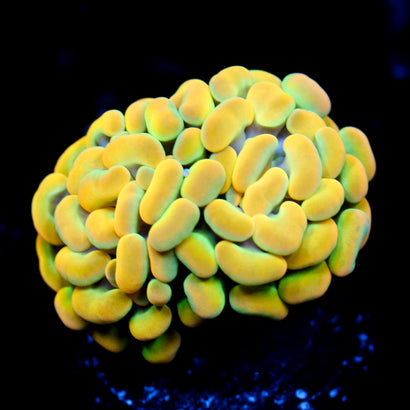 JC Rainbow Gold Hammer