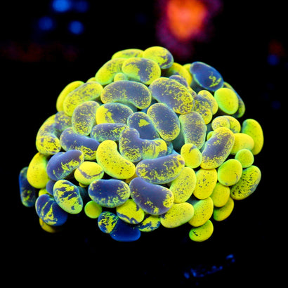 JC Yellow Splatter Hammer