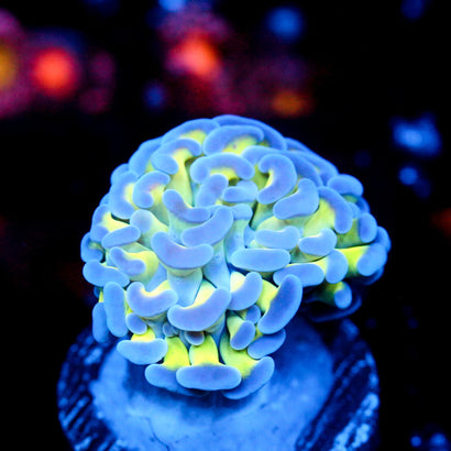 JC Bright One Hammer