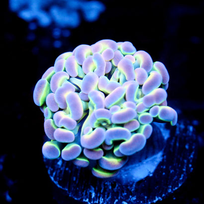 JC Ultra Hologram Hammer