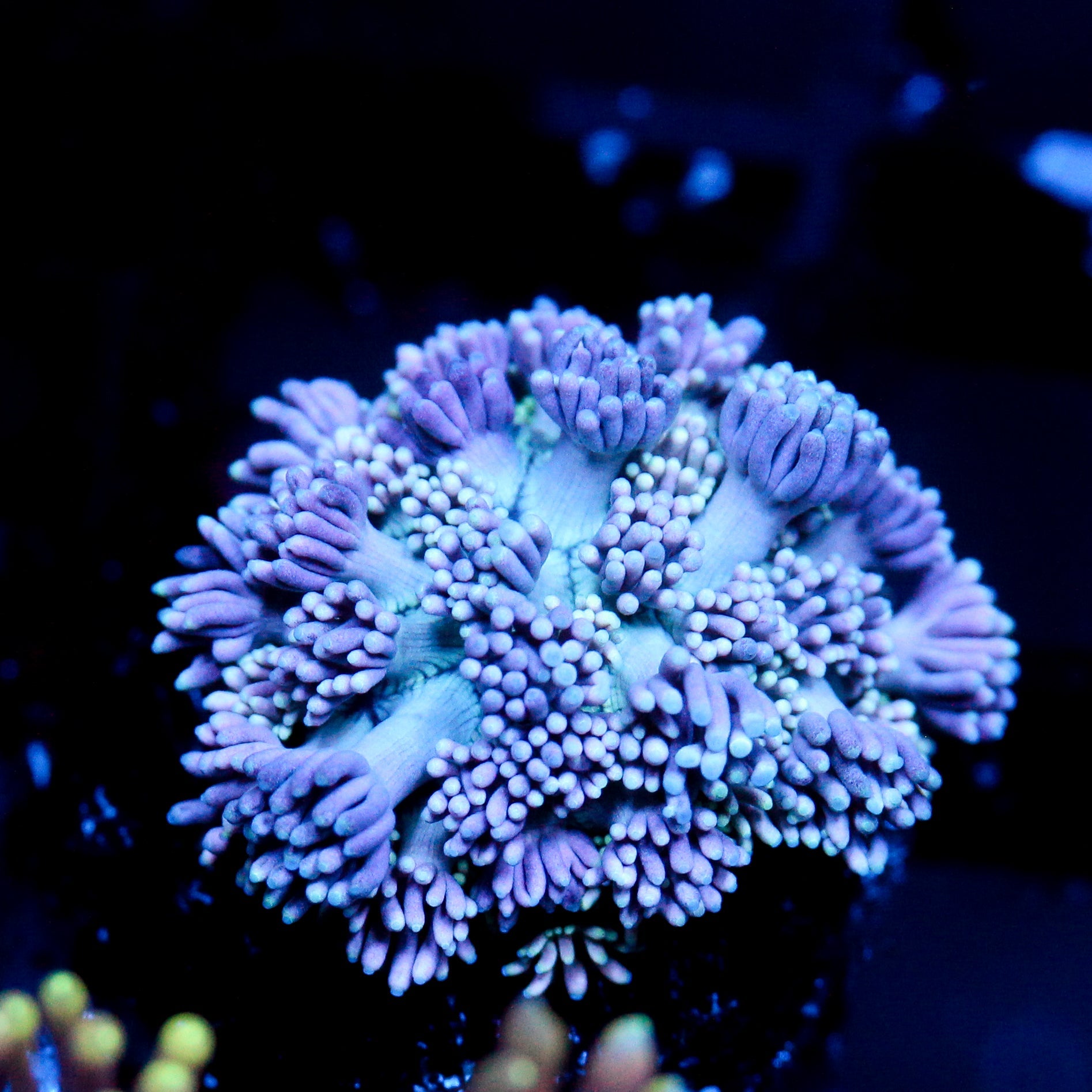 JC Purple Furr goni