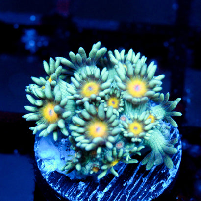 JC Sunflower Goni