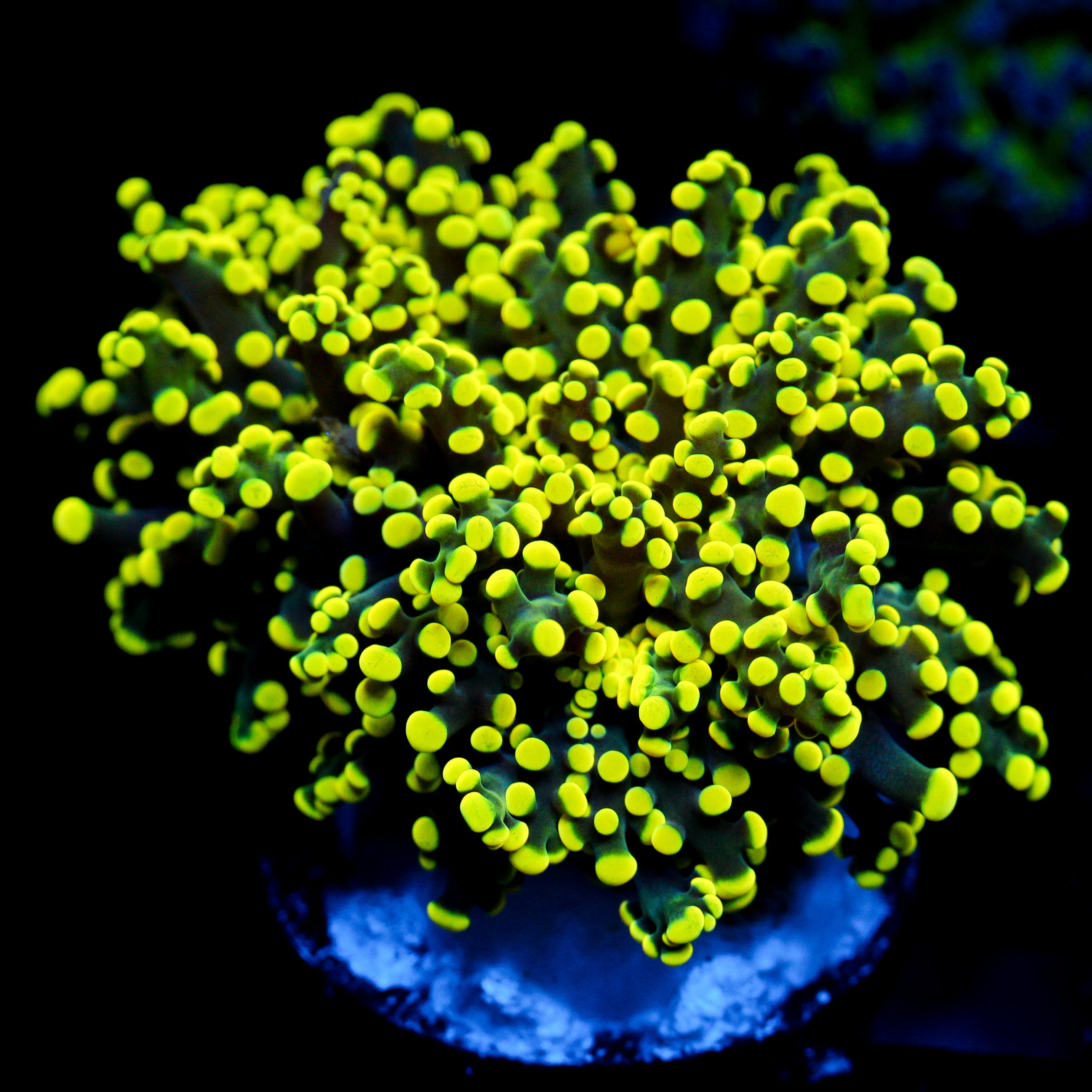JC Neon Green Tip Octo