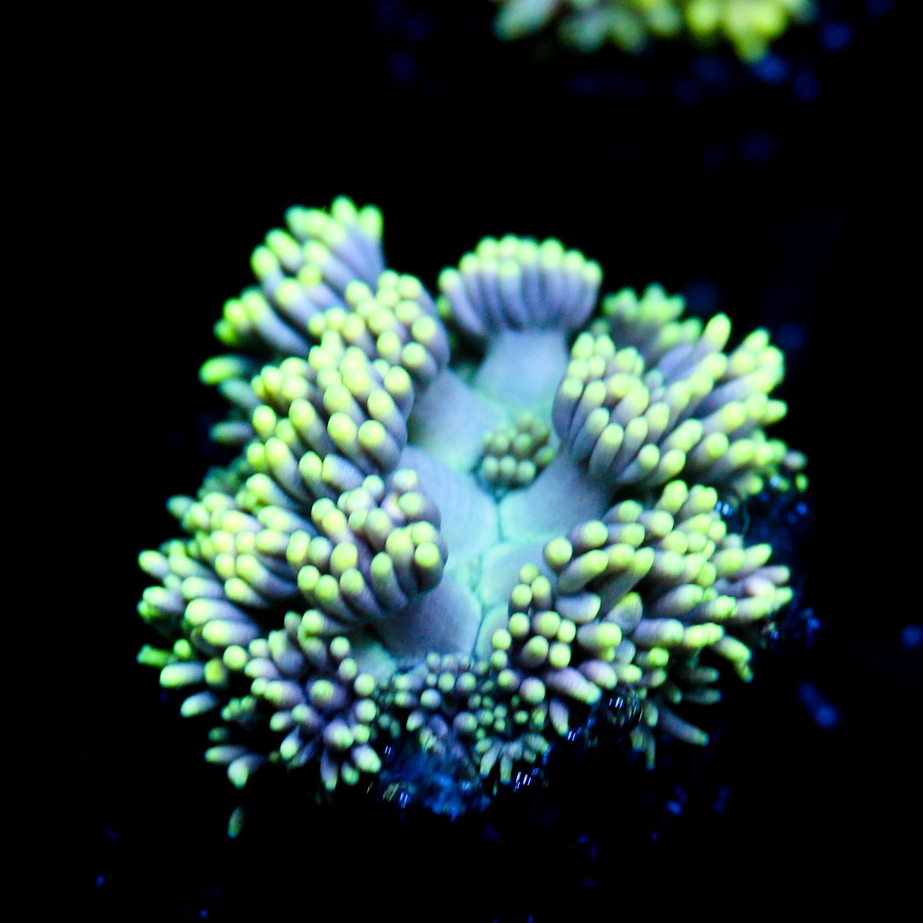 JC Neon Aurora Goni