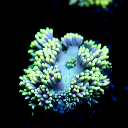 JC Neon Aurora Goni