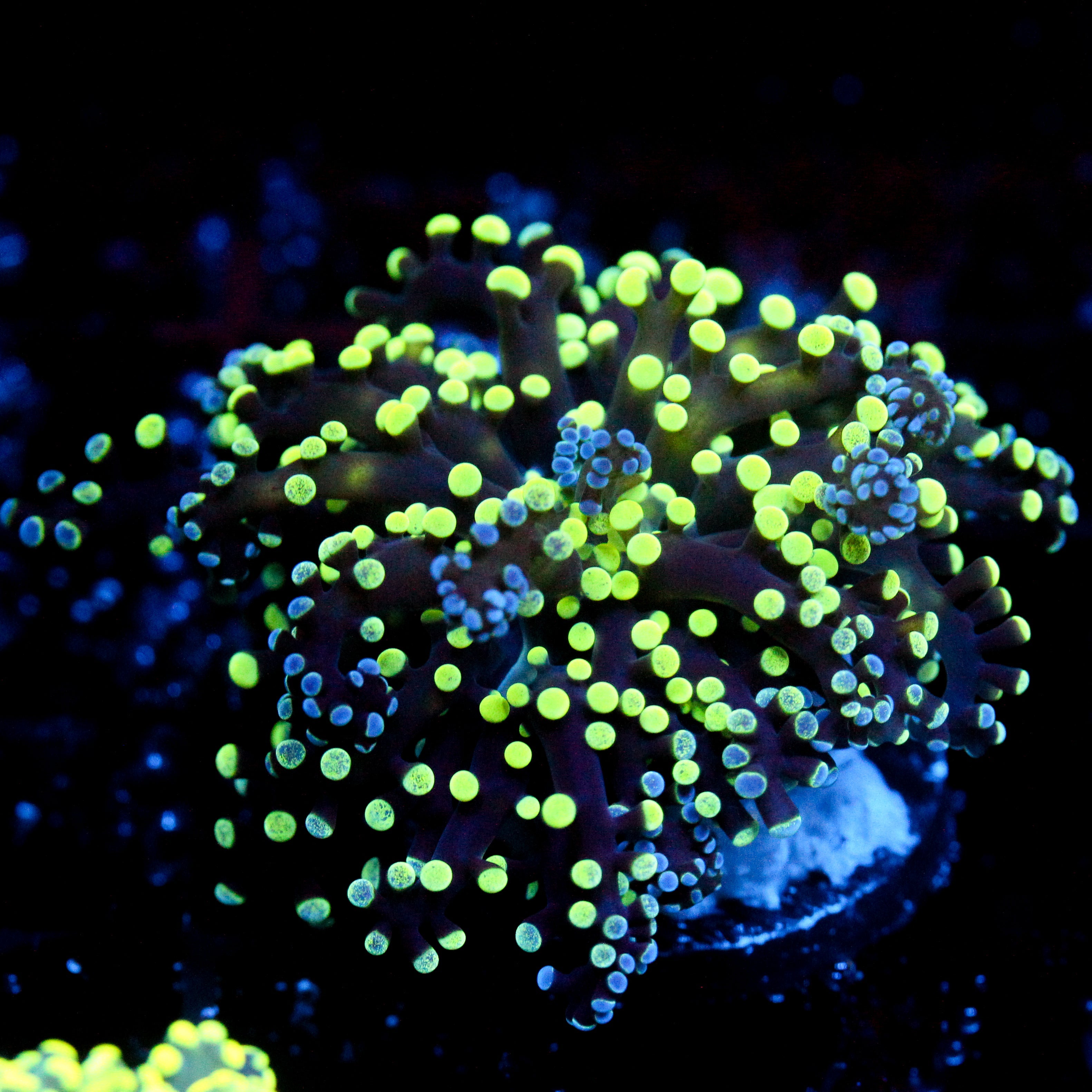 JC Neon Splatter Octo