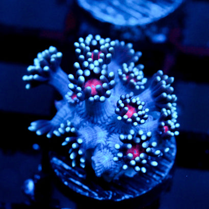 JC Vampiric Hypnosis Goni