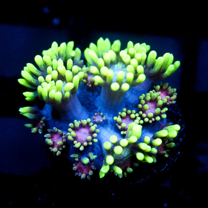 JC Alien Abduction Goni