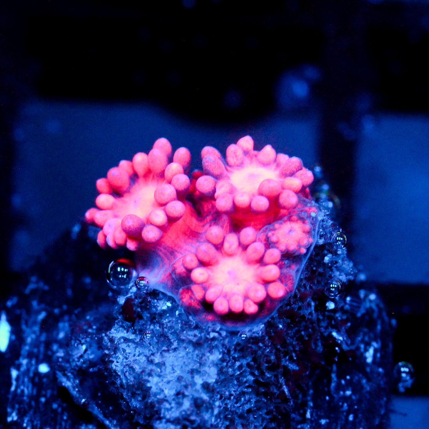 JC Pink Gum goni