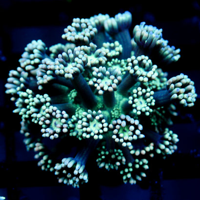 JC Tortoise Goni