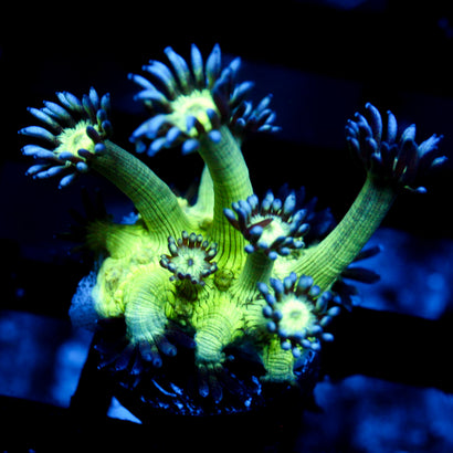 JC Peacock Goni