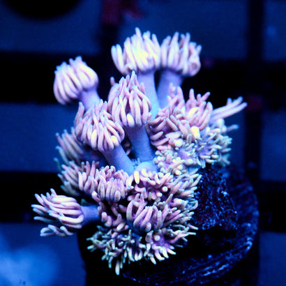 JC Witch Fingers Goni