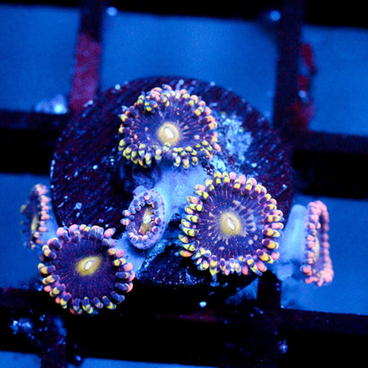 JC Bozos Birthday Zoanthid