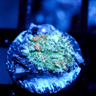 JC Bouncy Flames Rhodactis Mushroom