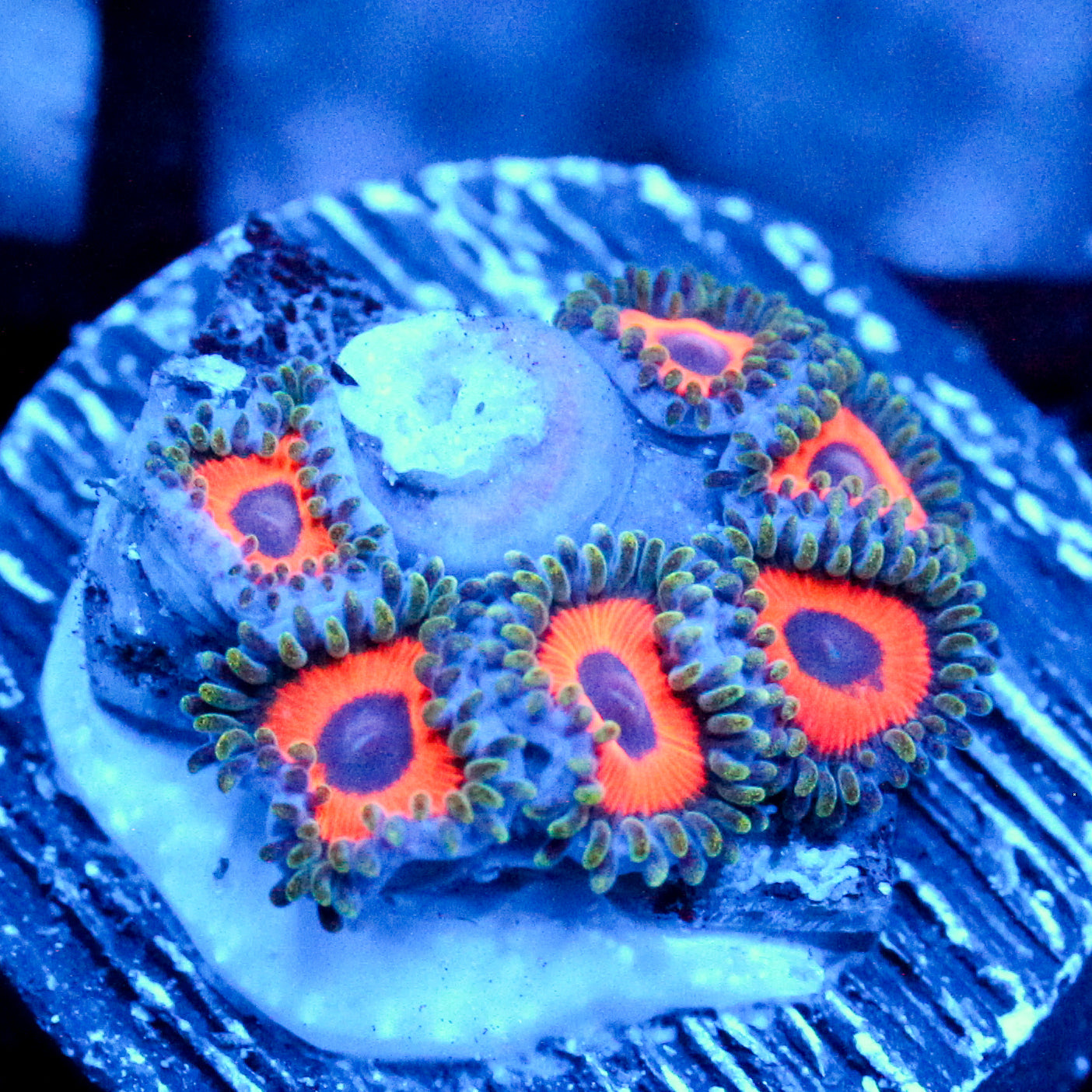 JC Dragon's Eye Zoanthid