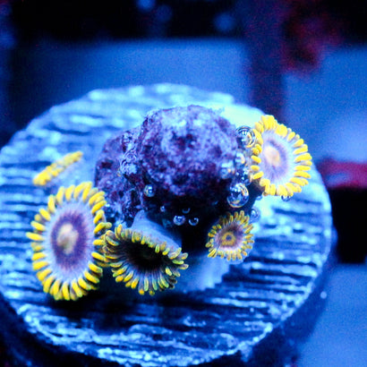 JC Plum Bubble Zoanthid
