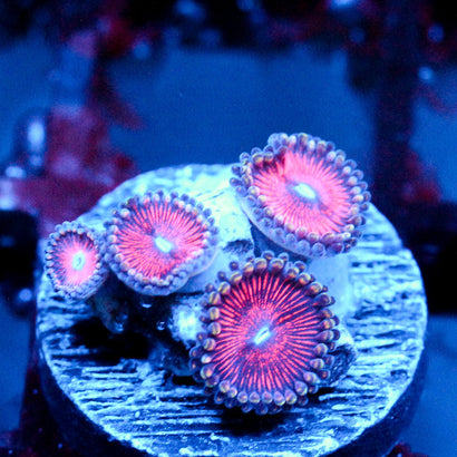 JC Armageddon Zoanthid