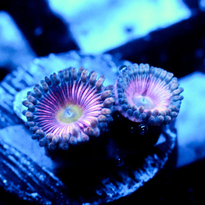 JC Sour Skittles Zoanthid