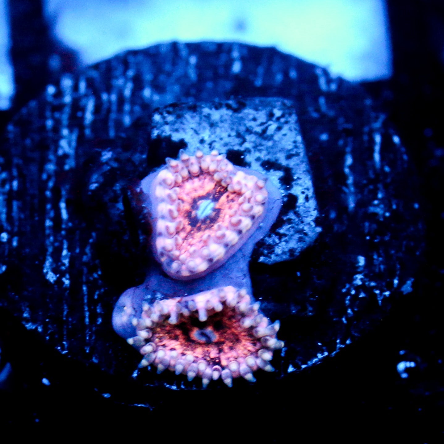 JC Neptunes Bounty Zoanthid