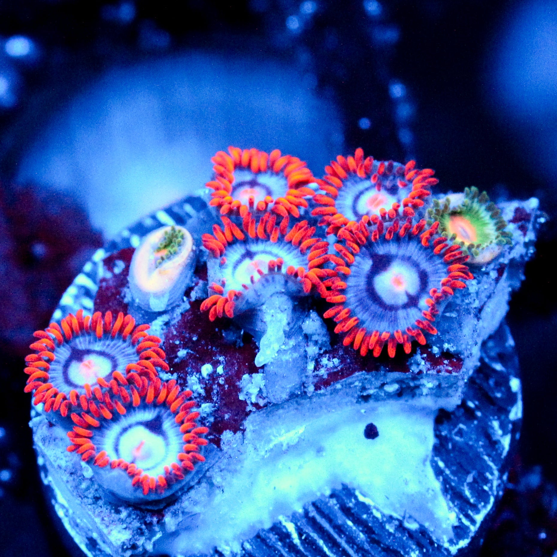 JC Edge of Reality Zoanthid