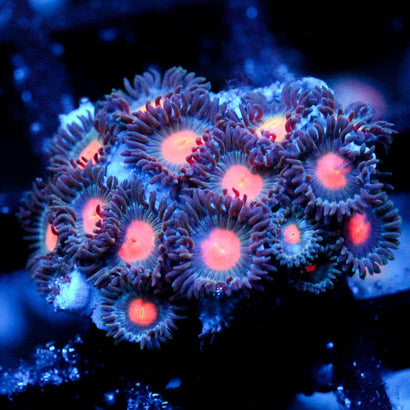JC Blue Fever Zoanthid