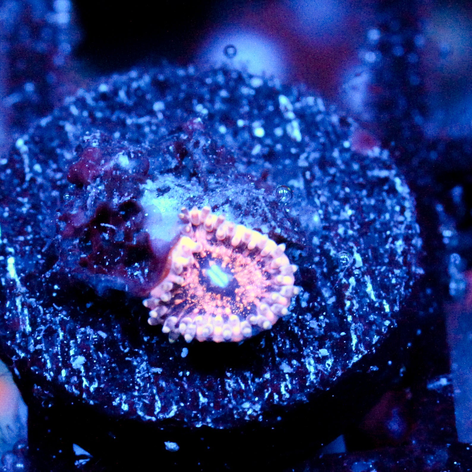 JC Neptunes Bounty Zoanthid