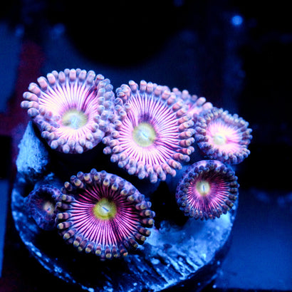 JC Yellow Rose Zoanthid