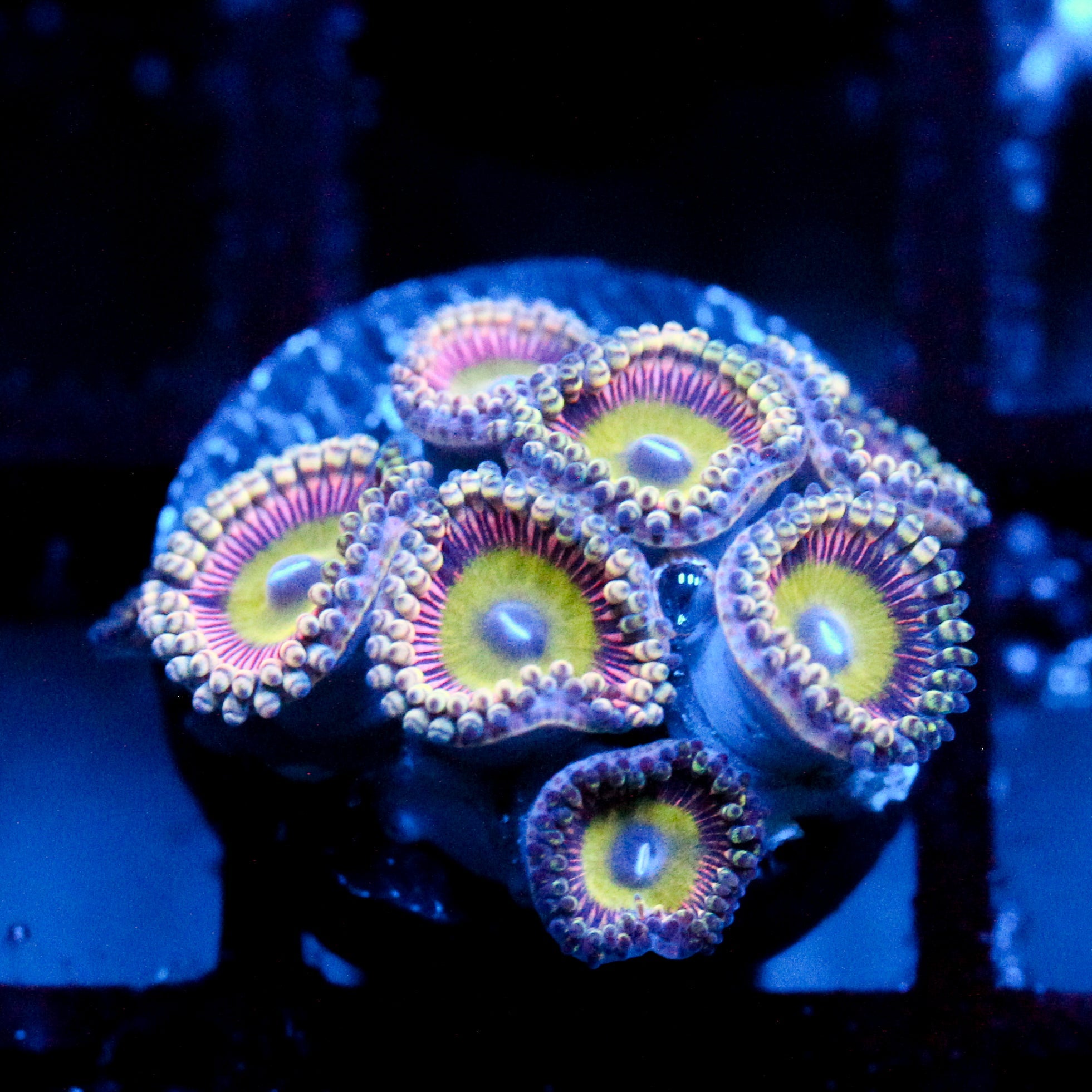 JC Javia Zoanthid