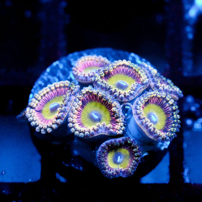JC Javia Zoanthid