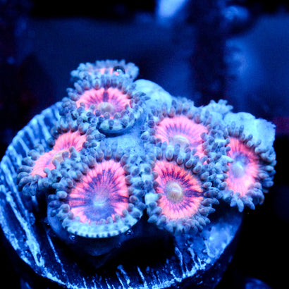 JC Armageddon Zoanthid