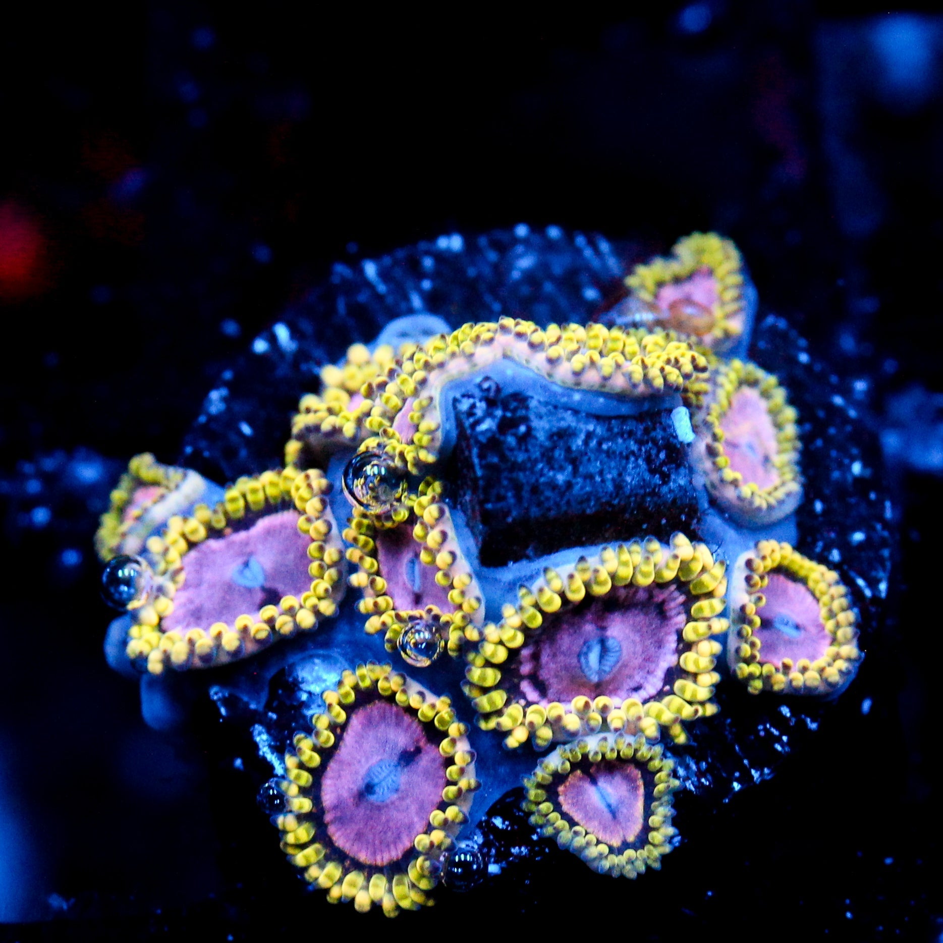 JC Purple Monster Zoanthid
