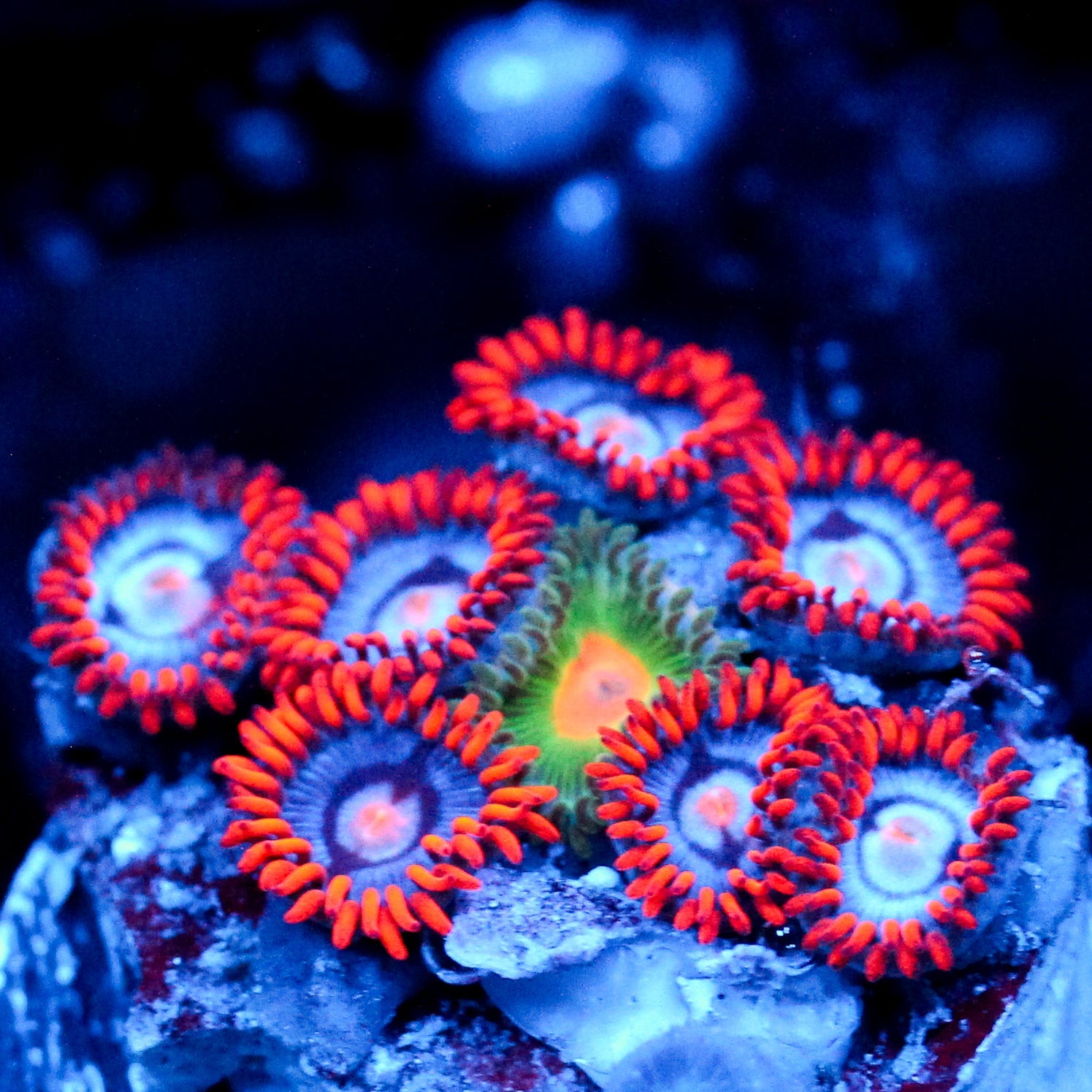 JC Edge of Reality Zoanthid+rando