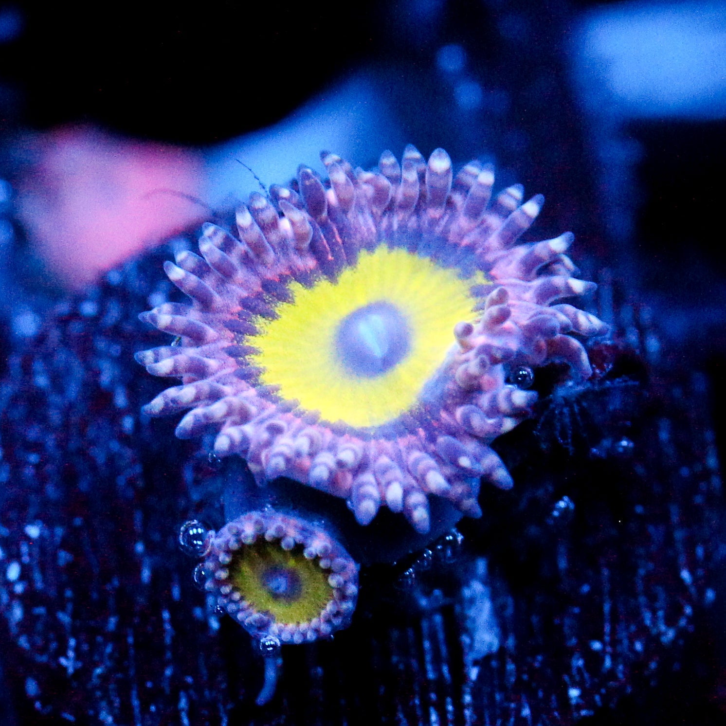 JC Flower Fall Zoanthid