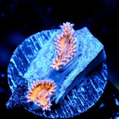 JC Golden Amber Zoanthid