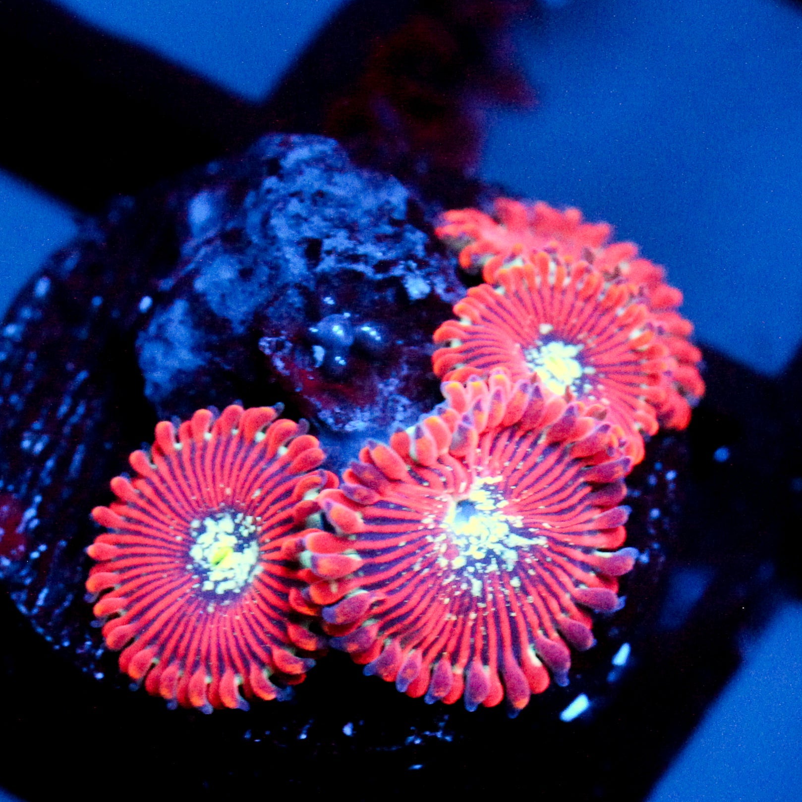 JC Magician's Zoanthid